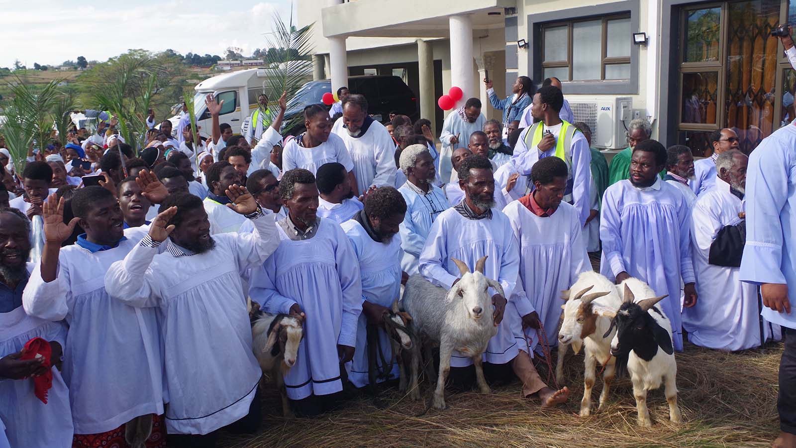 Praise, blowing of trumpets and waving of palm tree branches  was the order of the day as His Holiness Unyazi Lwezulu arrives at Esabelweni.